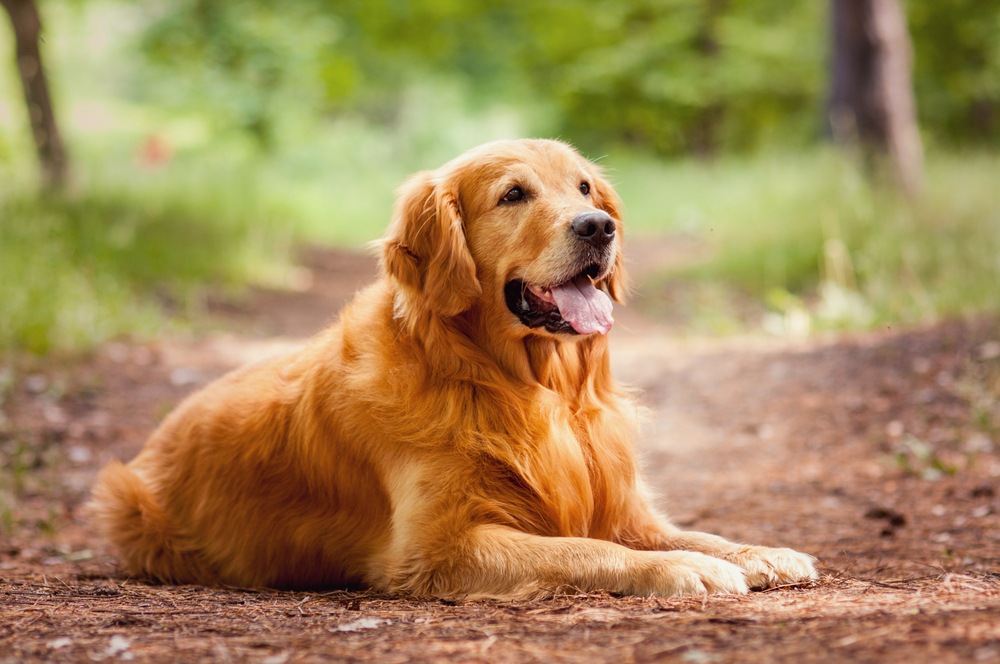 Golden Retriever Breed everything you need to know