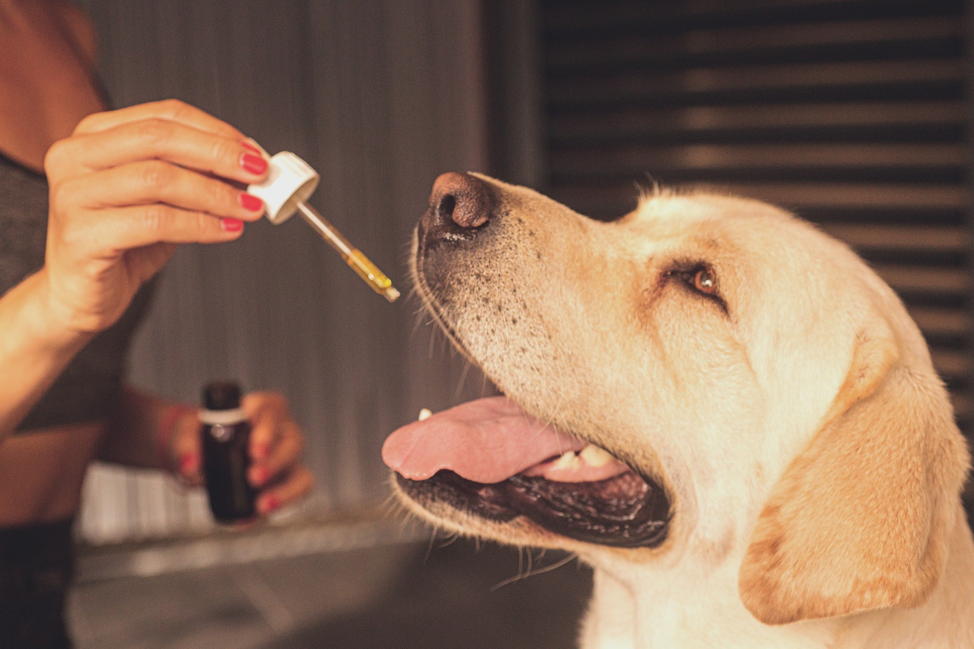 CBD Lotion - Benefits Of Using It For Pets
