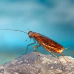 Preventing Pests From Invading Your Home in Winter